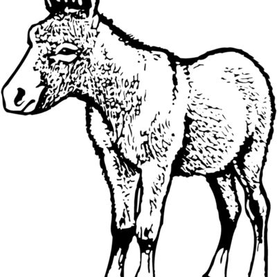 BURRO009 Thumbnail